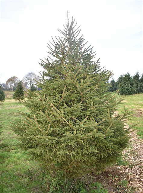 buy norway spruce tree